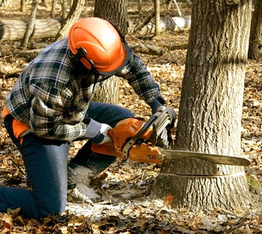 Tree Removal in Goetzville, MI